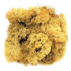 Islandmoos gelb 50g 