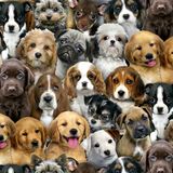 Baumwollstoff Packed Dogs Multi Breite 112cm 