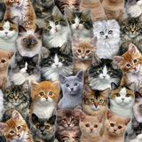 Baumwollstoff Packed Cats Multi Breite 112cm 