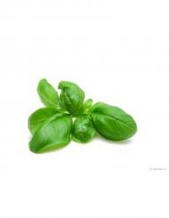 Maulbeerpapier mit Basilikumsamen A4 