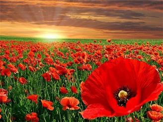 Pracht DIAMOND Picture 5D Bild Mohnblumen, 30x40cm 