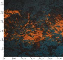 Baumwolljersey Rinder Combi Breite 145cm 
