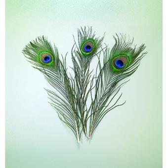 Pfauenfeder 20-30cm 