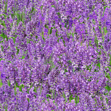 Baumwollstoff Landscape Lavender Breite 112cm 